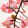 あたみ桜　３