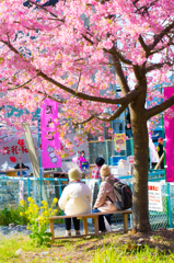 美和桜まつり2015