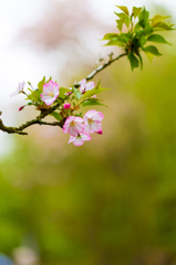 残桜