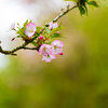 残桜