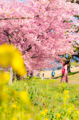 美和桜まつり2015