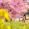 美和桜まつり2015