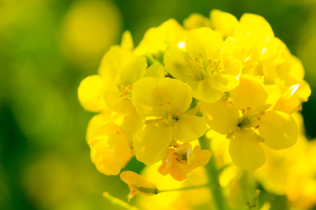 渥美半島菜の花まつり2015