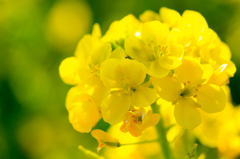渥美半島菜の花まつり2015