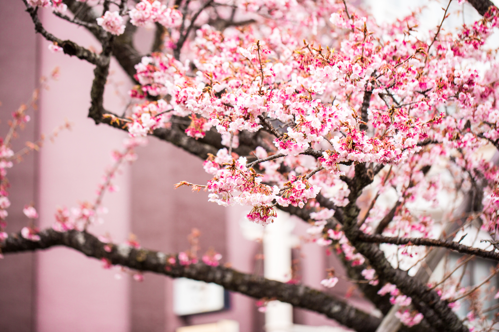 あたみ桜　１