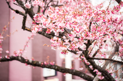 あたみ桜　１
