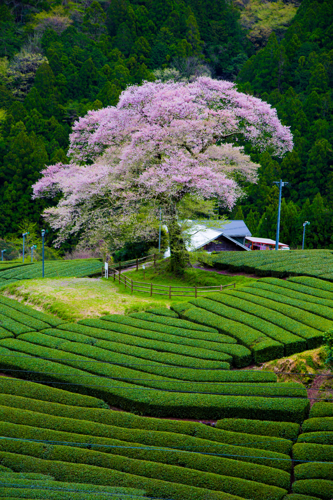 牛代のみずめ桜