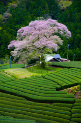 牛代のみずめ桜