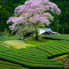 牛代のみずめ桜