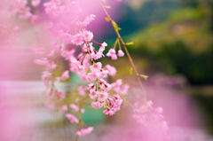 野守の池の枝垂れ桜