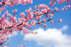 美和桜まつり2015