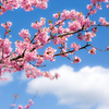 美和桜まつり2015