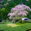 牛代のみずめ桜