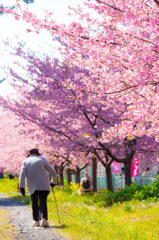 美和桜まつり2015