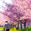 美和桜まつり2015
