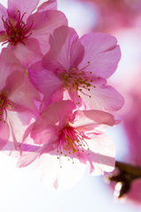 美和桜まつり2015