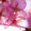 美和桜まつり2015