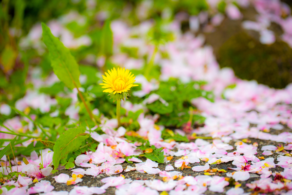 たんぽぽと桜の絨毯