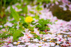 たんぽぽと桜の絨毯