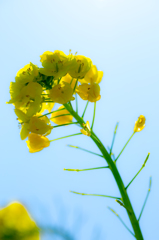 渥美半島菜の花まつり2015