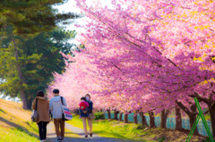 美和桜まつり2015