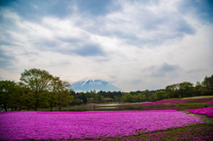 芝桜