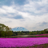 芝桜