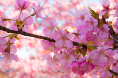美和桜まつり2015