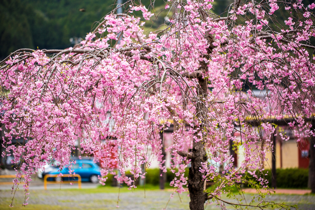 野守の池の枝垂れ桜