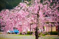 野守の池の枝垂れ桜
