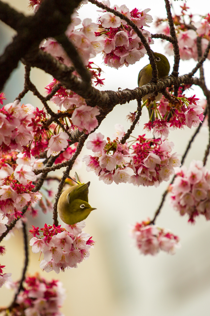 あたみ桜　４