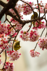 あたみ桜　４