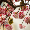 あたみ桜　４
