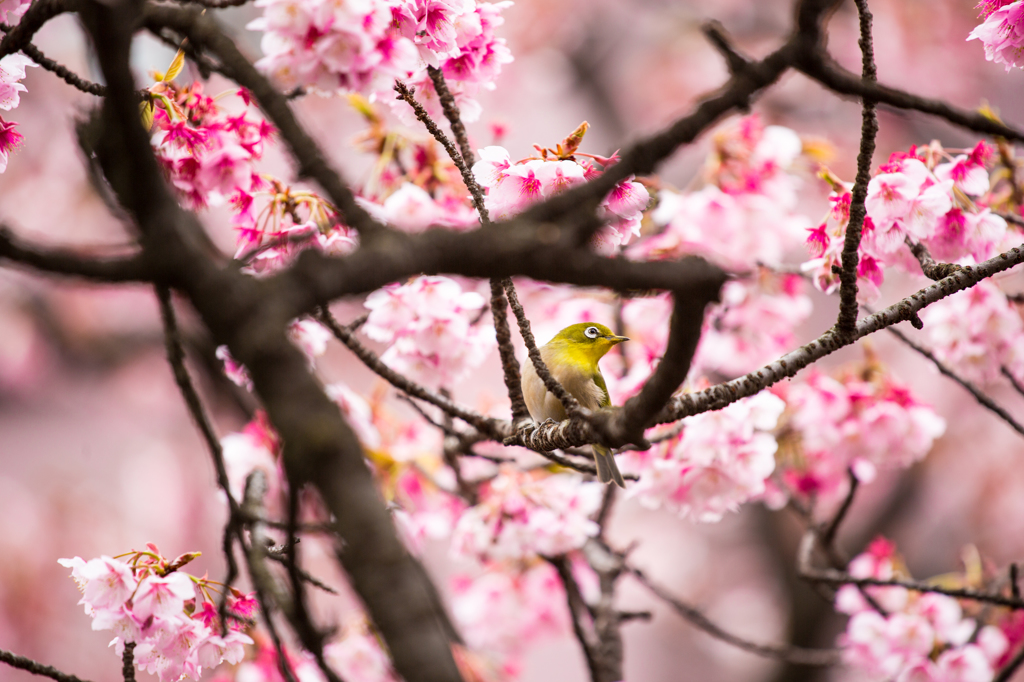 あたみ桜　２