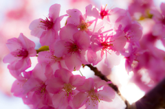 美和桜まつり2015