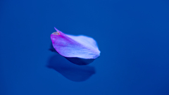 桜の花びら
