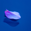 桜の花びら