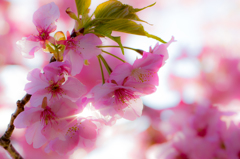 美和桜まつり2015