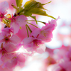 美和桜まつり2015