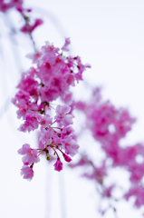 野守の池の枝垂れ桜