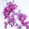 野守の池の枝垂れ桜
