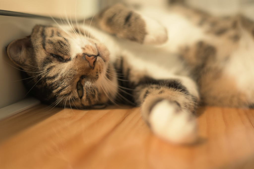にゃーんな気分