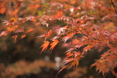 紅葉