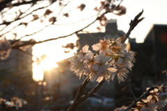 桜