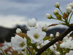 梨の花