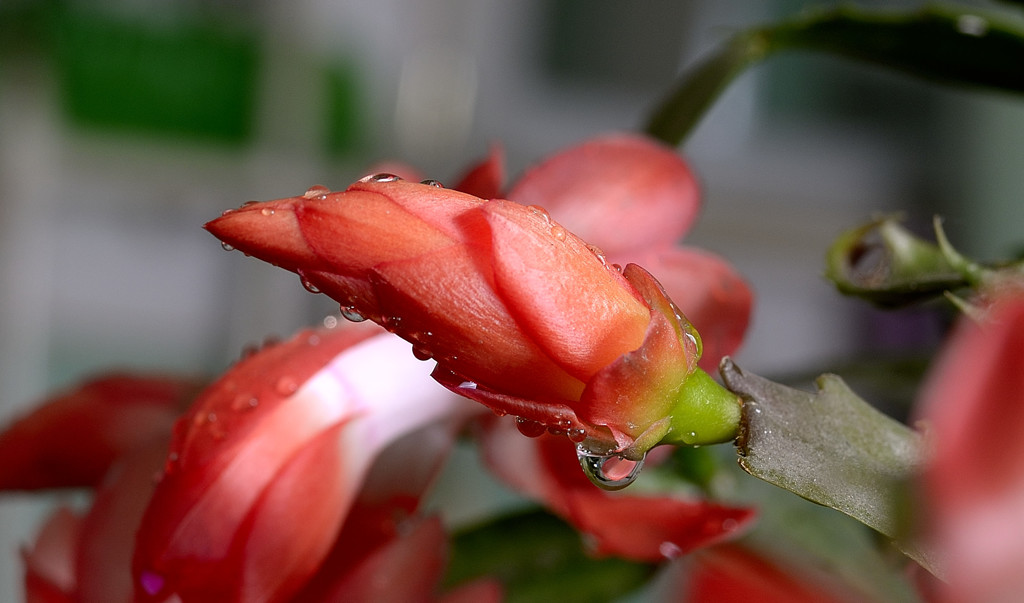 _DSC0468