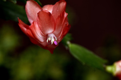 _DSC0434