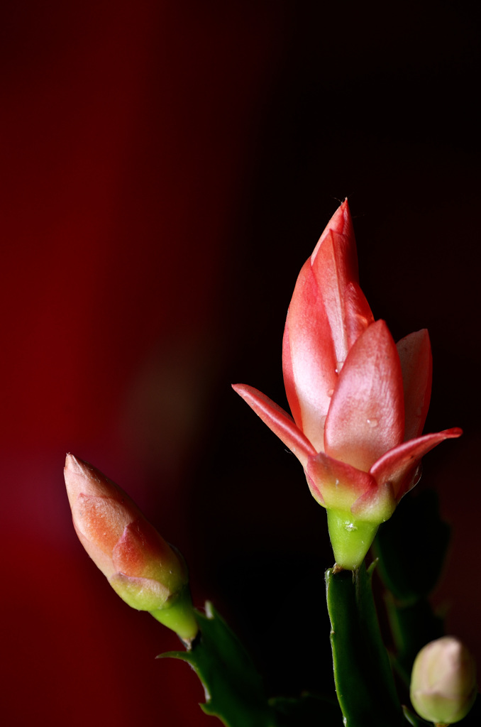 _DSC0436