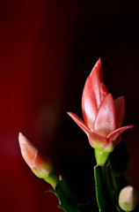 _DSC0436
