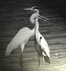 _DSC9347ab